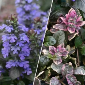 Ajuga Burgundy Glow Live Plant - Tri-Color Foliage Ground Cover - Zones 3-9 - Image 5