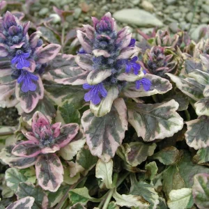 Ajuga Burgundy Glow Live Plant - Tri-Color Foliage Ground Cover - Zones 3-9 - Image 6