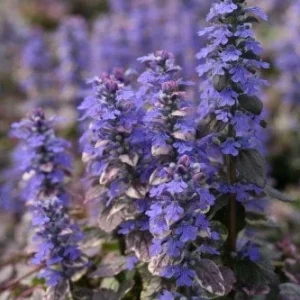 Ajuga Burgundy Glow Live Plant - Tri-Color Foliage Ground Cover - Zones 3-9 - Image 7