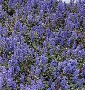 Ajuga Burgundy Glow Live Plant - Tri-Color Foliage Ground Cover - Zones 3-9 - Image 8