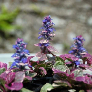 Ajuga Burgundy Glow Live Plant - Tri-Color Foliage Ground Cover - Zones 3-9 - Image 9