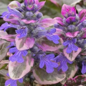 Ajuga Burgundy Glow Live Plant - Tri-Color Foliage Ground Cover - Zones 3-9 - Image 1