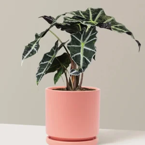 Alocasia Amazonica Live Plant - African Mask Plant Starter, 2.5x4 inch Pot, Indoor - Image 2