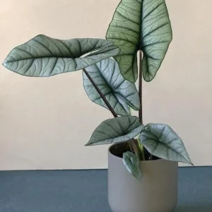 Alocasia Platinum Jewel Live Plant - Metallic Blue Potted Houseplant - Image 2