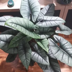 Alocasia Platinum Jewel Live Plant - Metallic Blue Potted Houseplant - Image 1