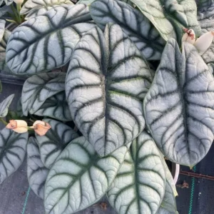 Alocasia Silver Dragon Live Plant - Exotic Indoor Houseplant, Starter Plant - Image 2