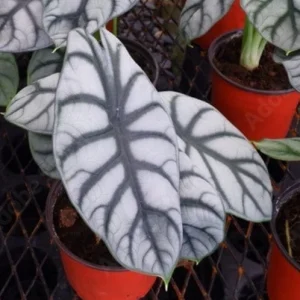 Alocasia Silver Dragon Live Plant - Exotic Indoor Houseplant, Starter Plant - Image 3