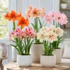 Amaryllis Bulbs - Pack of 2 Mixed Color Perennial Flowers, 4-8 Inch Tall, No Pot - Image 1
