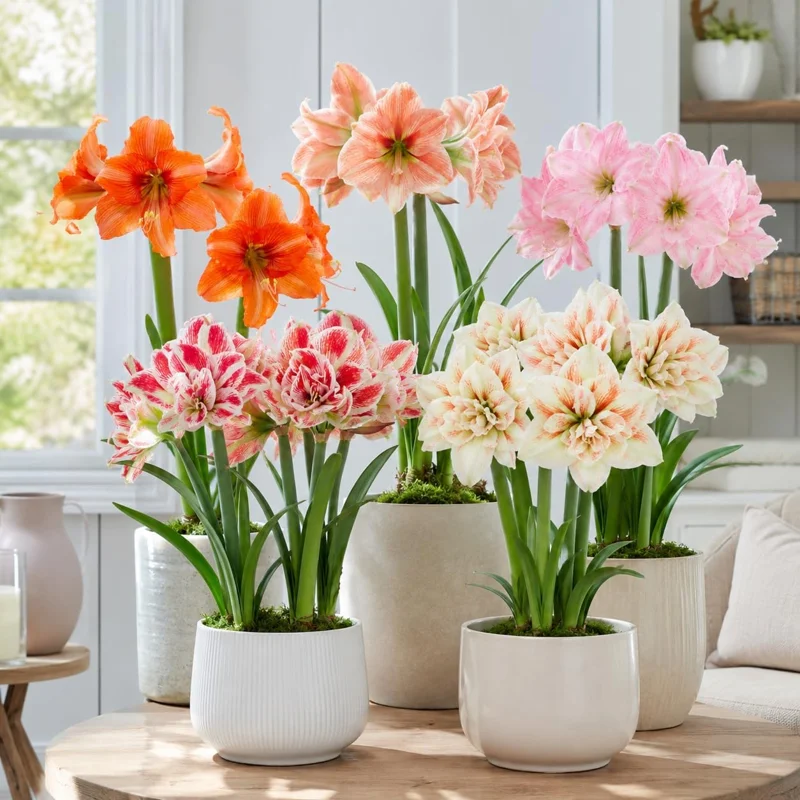 Amaryllis Bulbs - Pack of 2 Mixed Color Perennial Flowers, 4-8 Inch Tall, No Pot - Image 1