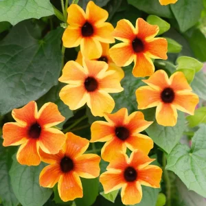 Amber Stripes Black Eyed Susan Vine Live Plant - Thunbergia alata - Image 2