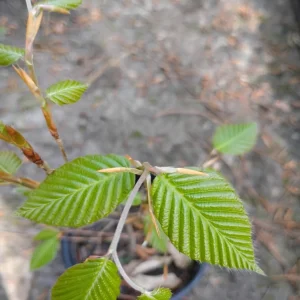 American Beech Tree Live Plant, 1 Gallon Pot, 18 in Tall, Outdoor Shade Tree - Image 2