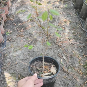 American Beech Tree Live Plant, 1 Gallon Pot, 18 in Tall, Outdoor Shade Tree - Image 3