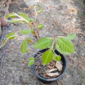 American Beech Tree Live Plant, 1 Gallon Pot, 18 in Tall, Outdoor Shade Tree - Image 1