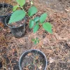 American Elm Tree – Live Plant – 1 Gallon Pot – Outdoor – 18 inches tall - Image 1