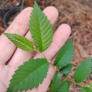 American Elm Tree – Live Plant – 1 Gallon Pot – Outdoor – 18 inches tall - Image 2