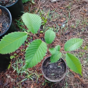 American Elm Tree Live Plant – Ulmus americana – 1 Quart Pot – Outdoor Sapling - Image 2