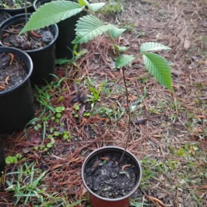 American Elm Tree Live Plant – Ulmus americana – 1 Quart Pot – Outdoor Sapling - Image 3