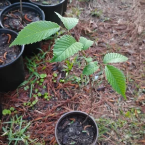 American Elm Tree Live Plant – Ulmus americana – 1 Quart Pot – Outdoor Sapling - Image 1