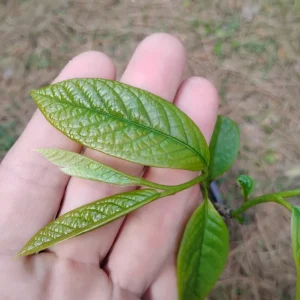 American Paw Paw Tree Live Plant - 1 Gallon Pot, Young Tree, Outdoor - Image 2