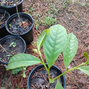 American Paw Paw Tree Live Plant - 1 Gallon Pot, Young Tree, Outdoor - Image 3
