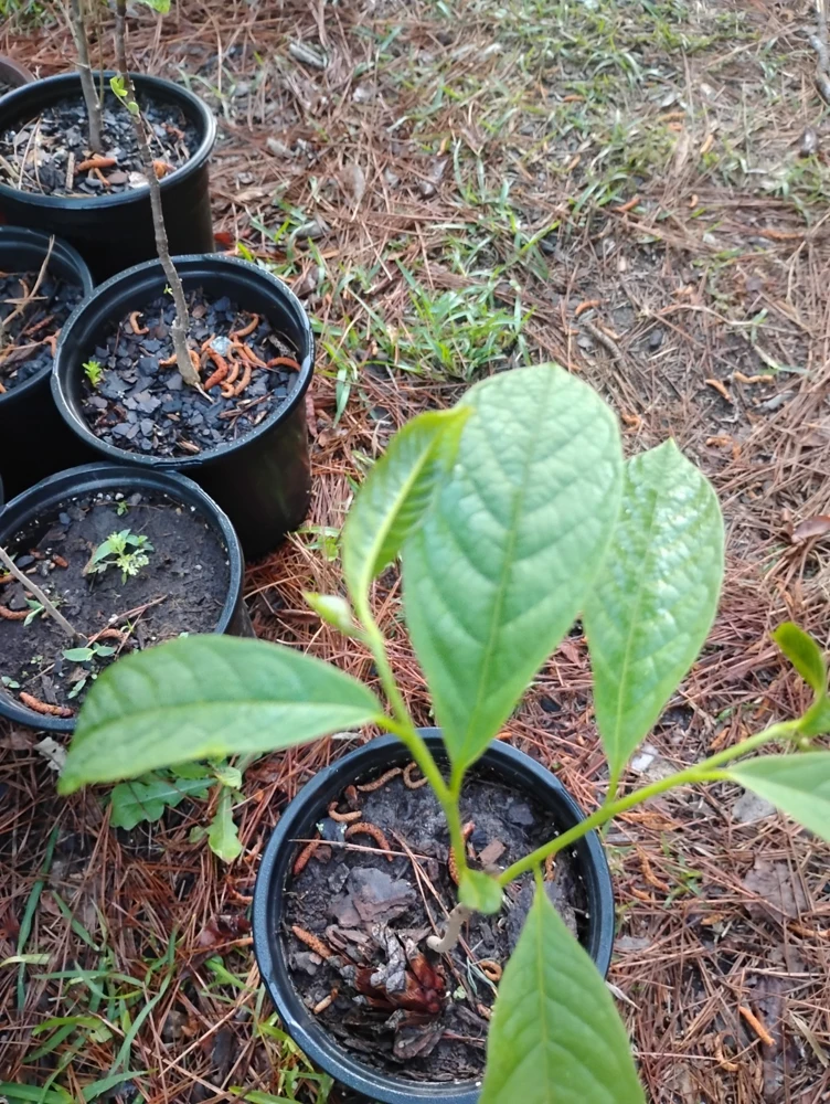 American Paw Paw Tree Live Plant - 1 Gallon Pot, Young Tree, Outdoor - Image 3