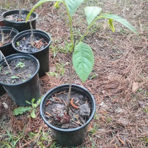 American Paw Paw Tree Live Plant - 1 Gallon Pot, Young Tree, Outdoor - Image 4