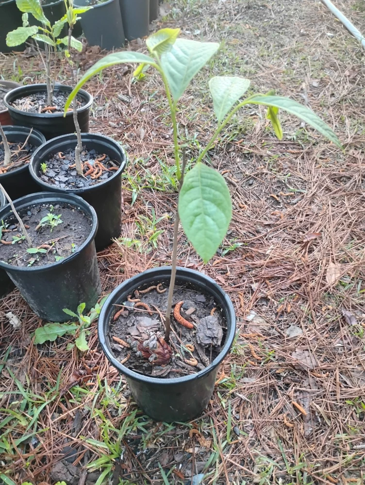 American Paw Paw Tree Live Plant - 1 Gallon Pot, Young Tree, Outdoor - Image 4