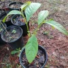American Paw Paw Tree Live Plant - 1 Gallon Pot, Young Tree, Outdoor - Image 1