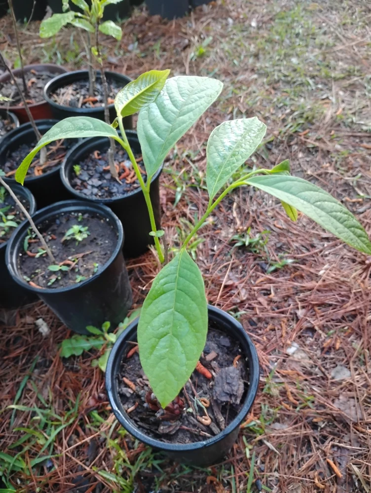 American Paw Paw Tree Live Plant - 1 Gallon Pot, Young Tree, Outdoor - Image 1
