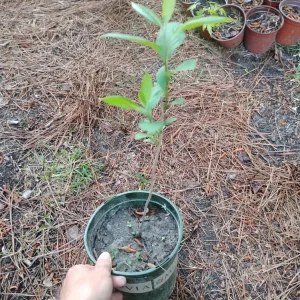 American Persimmon Tree Live Plant – 1 Gallon Pot – Outdoor Fruit Tree - Image 3