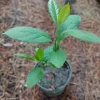 American Persimmon Tree Live Plant – 1 Gallon Pot – Outdoor Fruit Tree - Image 1