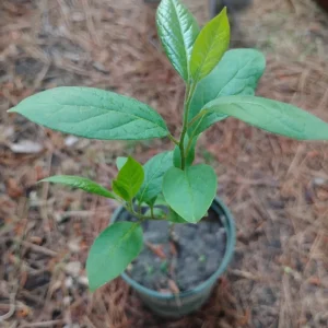 American Persimmon Tree Live Plant – 1 Gallon Pot – Outdoor Fruit Tree - Image 1