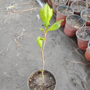 American Sycamore Tree Live Plant – 1 Quart Pot – Outdoor Shade Tree - Image 2