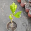 American Sycamore Tree Live Plant – 1 Quart Pot – Outdoor Shade Tree - Image 1
