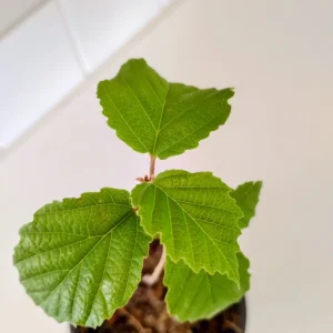 American Witch Hazel Shrub Live Plant – 1 Quart Pot – Outdoor – 12 in Tall - Image 2