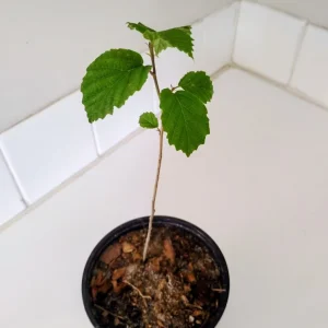 American Witch Hazel Shrub Live Plant – 1 Quart Pot – Outdoor – 12 in Tall - Image 3