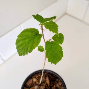 American Witch Hazel Shrub Live Plant – 1 Quart Pot – Outdoor – 12 in Tall - Image 1