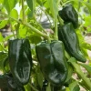 Ancho Pepper Live Plants - 3 Pack, 10-14 Inches Tall, Outdoor Vegetable - Image 1