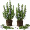 ARP Rosemary Live Plant Set - 2 Herb Starter Plants, 4-7 inch, Cold Hardy Outdoor - Image 1