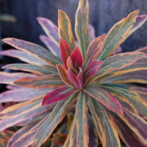 Ascot Rainbow Euphorbia Live Shrub - Variegated Perennial Plant - Zones 5-9 - Image 2