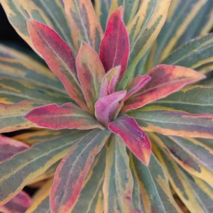 Ascot Rainbow Euphorbia Live Shrub - Variegated Perennial Plant - Zones 5-9 - Image 3