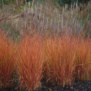Autumn Flame Grass Live Plant - Purpurascens Ornamental Perennial, 1 Plant, Zones 5-9 - Image 3