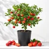 Barbados Cherry Live Plant - Acerola Fruit Tree Starter 4-7 Inch - Outdoor Garden & Patio - Image 1