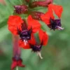 Batface Cuphea Live Plant - 6-11 inch - Unique Red & Purple Flowers - Image 1