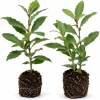 Bay Laurel Live Plants (Set of 2) - Laurus Nobilis Herb Starters, 4-7 Inch Tall, Kitchen Garden & Patio - Image 1