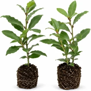 Bay Laurel Live Plants (Set of 2) - Laurus Nobilis Herb Starters, 4-7 Inch Tall, Kitchen Garden & Patio - Image 1