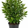 Bay Leaf Live Plant - Laurus Nobilis Herb - 4-7 Inch Starter for Kitchen Garden - Image 1