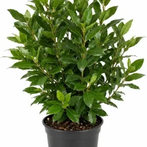 Bay Leaf Live Plant - Laurus Nobilis Herb - 4-7 Inch Starter for Kitchen Garden - Image 1