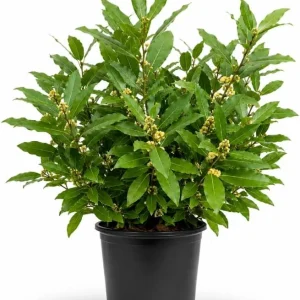 Bay Leaf Tree Live Plant 4-7 Inch Tall - Bay Laurel Herb Starter for Kitchen & Patio - Image 1
