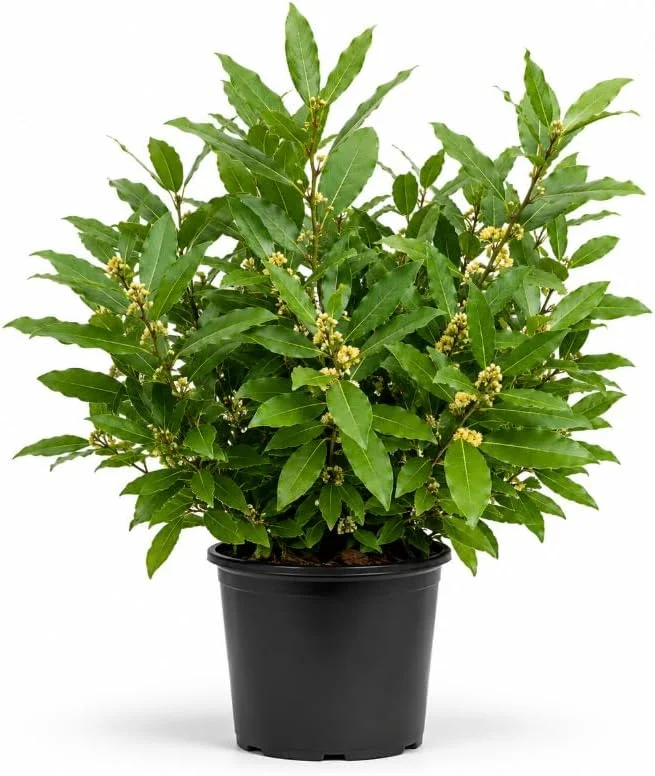 Bay Leaf Tree Live Plant 4-7 Inch Tall - Bay Laurel Herb Starter for Kitchen & Patio - Image 1